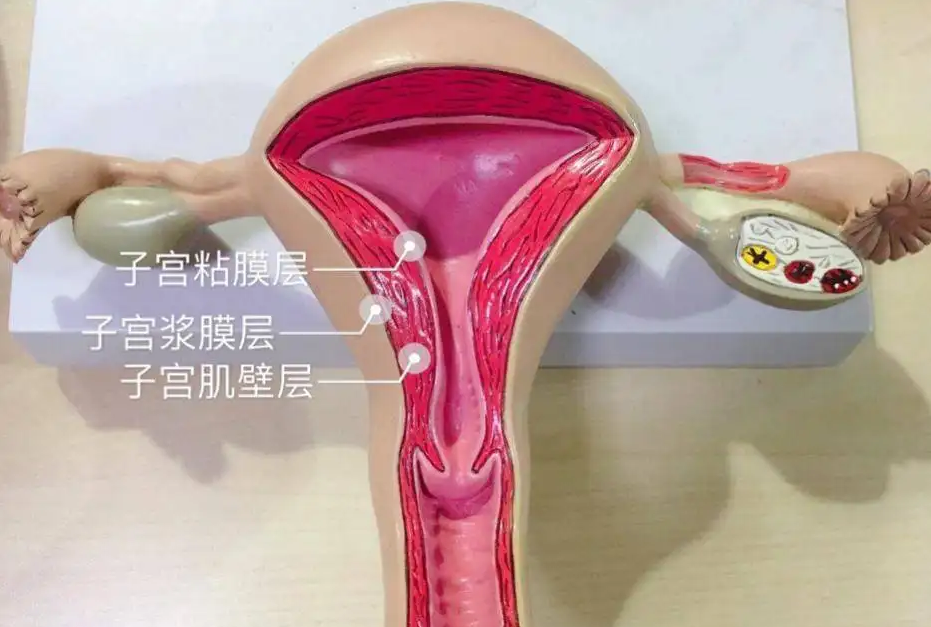 浙江可以代生么 2023浙江借卵试管医院排名发布 ‘孕囊看男女图片怎么看的’