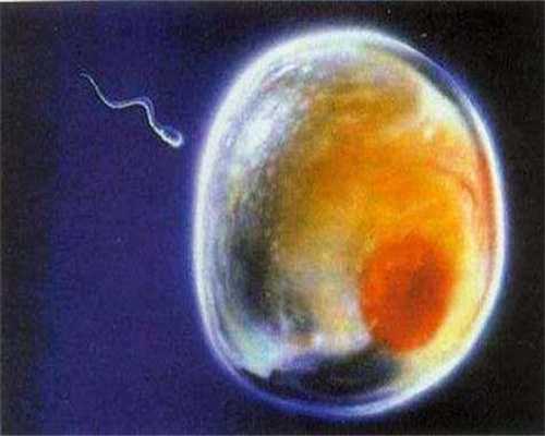 宁波正规借腹生子_宁波代孕是怎样的过程_宁波rfg皇家试管_30周胎动频繁是缺氧